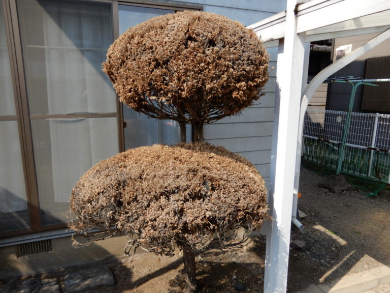強力な除草剤を散布した結果、庭木まで枯らしてしまった ハウスクリーニングのサンキュー