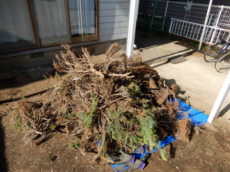 強力な除草剤を散布した結果、庭木まで枯らしてしまった ハウスクリーニングのサンキュー